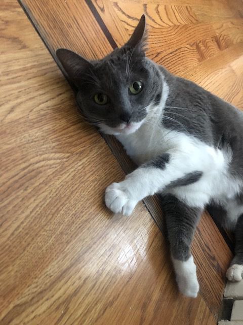 Dinah, a gray tuxedo cat